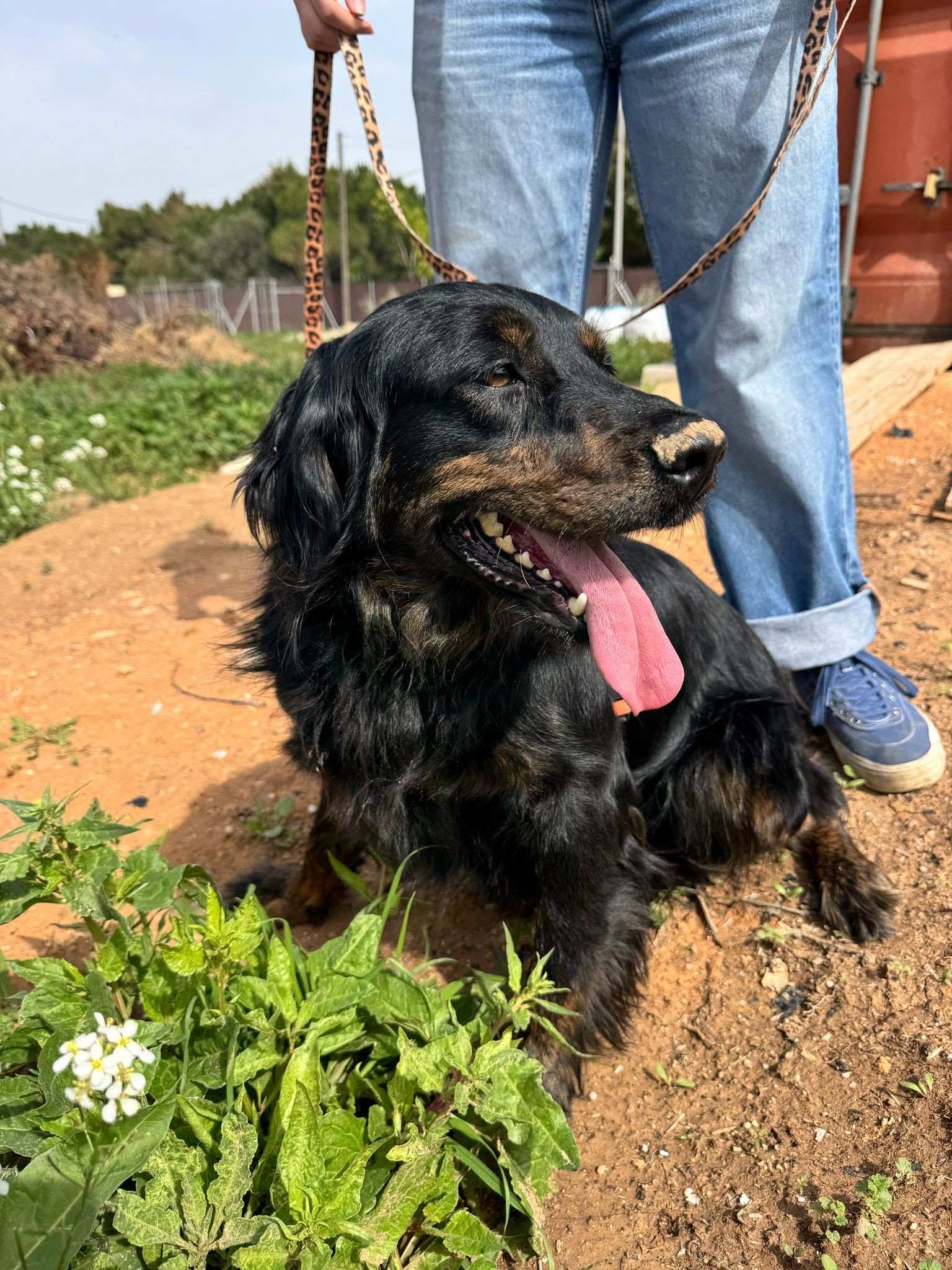 Nala 1