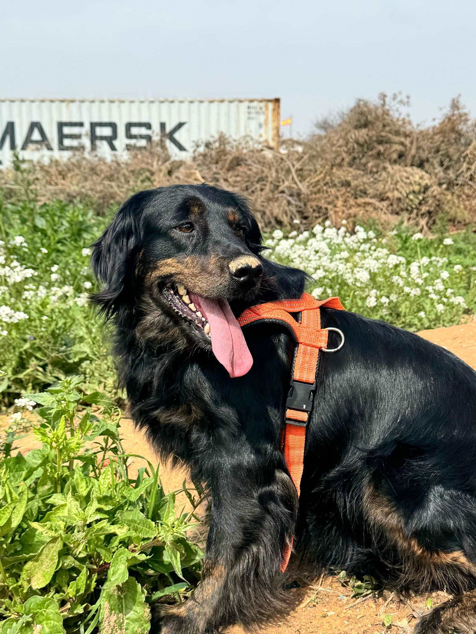 Nala 3