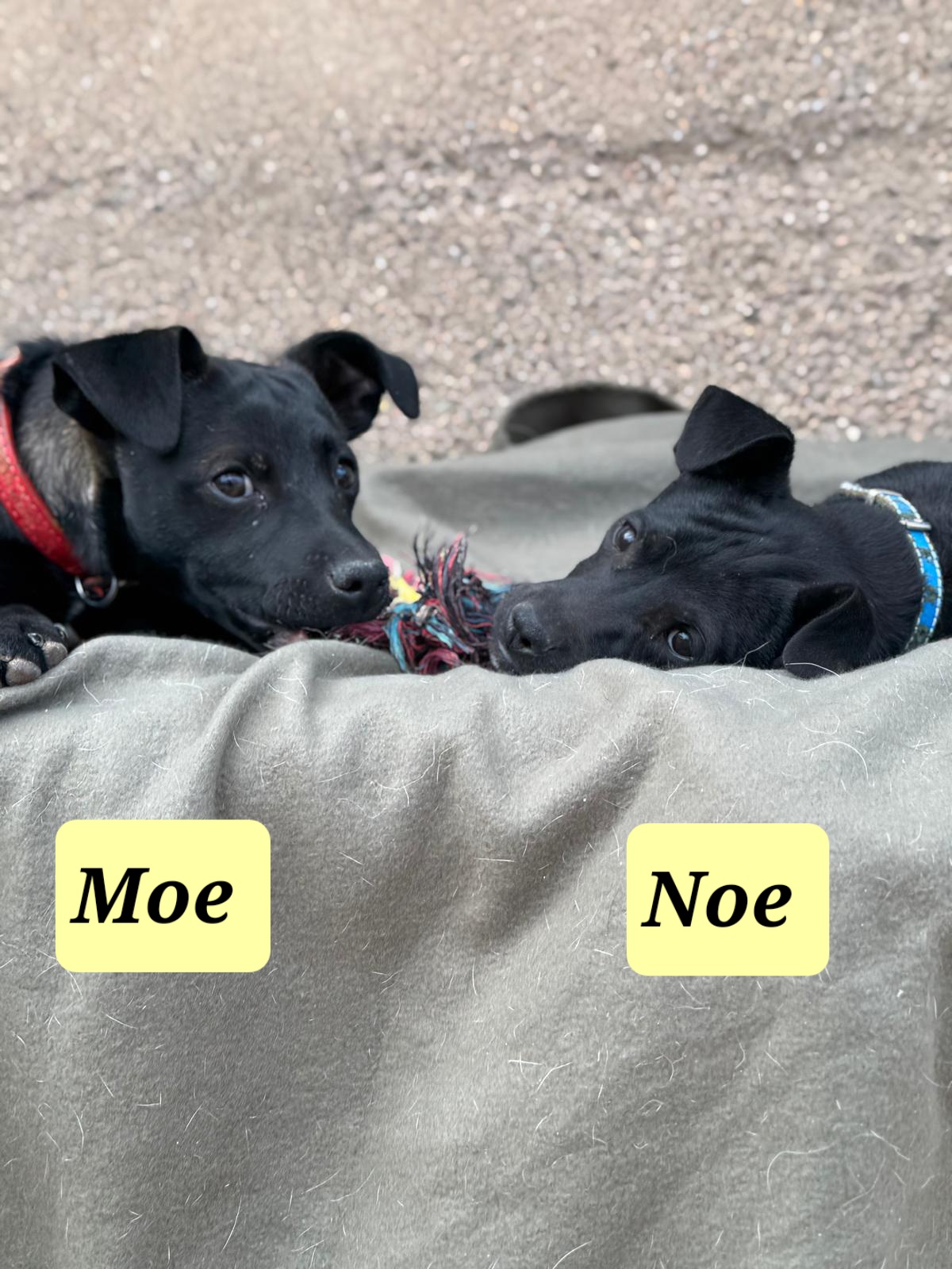 Moe und Noe 2