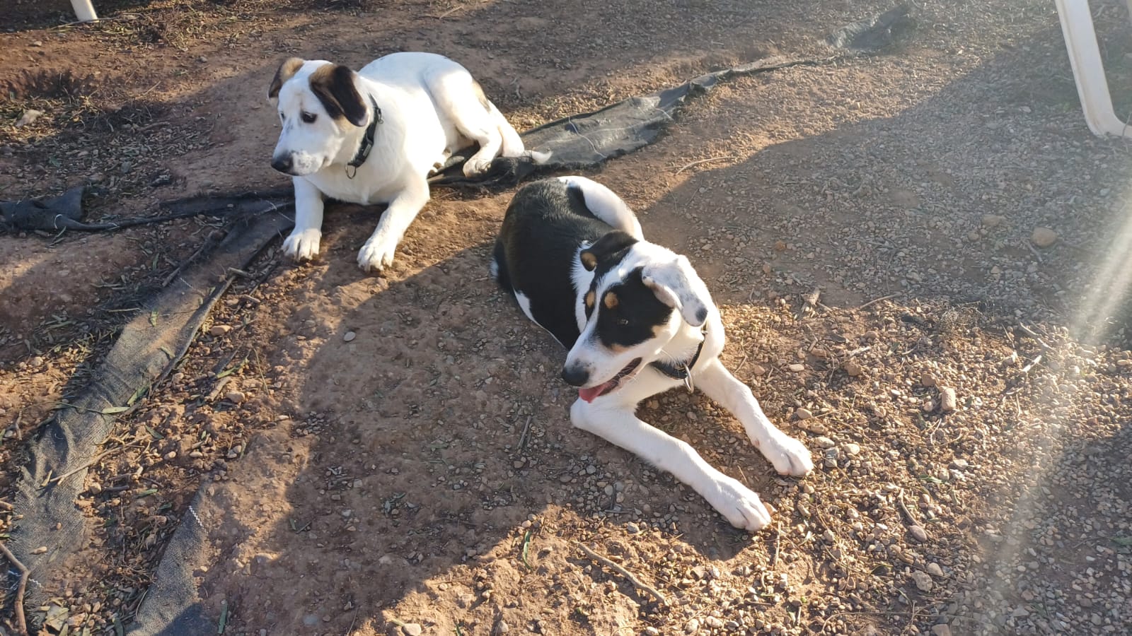 Iby und Xena 1
